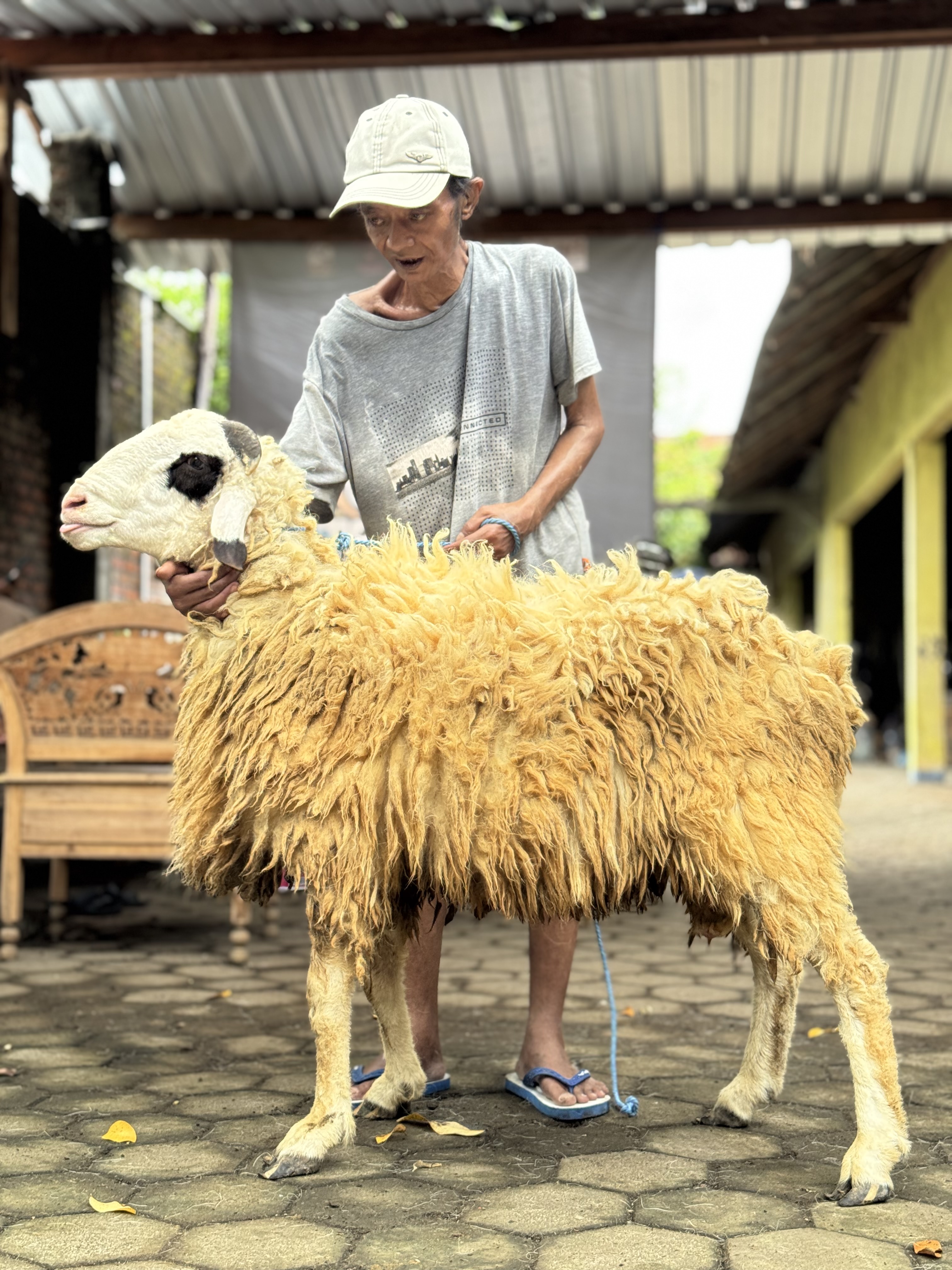 Sapi